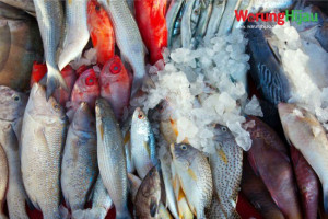 Manfaat Kesehatan Kosumsi Ikan