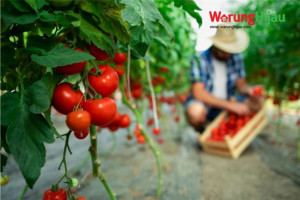 10 Jenis Tomat yang Wajib Diketahui