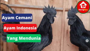 5 Hal Tentang Ayam Cemani, Ayam Indonesia Yang Mendunia
