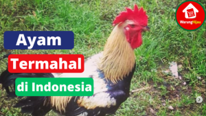 4 Ayam Dengan Harga Jual Tinggi di Indonesia