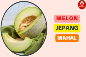 Ketahui 4 Alasan Mengapa Harga Melon di Jepang Mahal