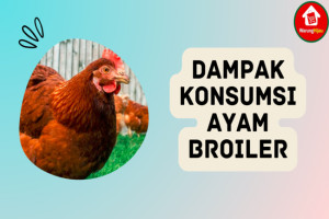 Waspada, 6 Dampak Konsumsi Ayam Broiler bagi Kesehatan