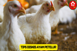 10 Tips Sukses Bisnis Ayam Petelur yang Perlu Diketahui