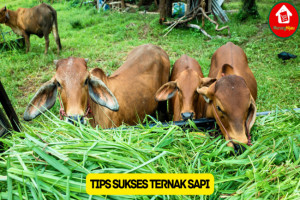 Ikuti 7 Tips Sukses dalam Ternak Sapi, Pemula Wajib Tahu